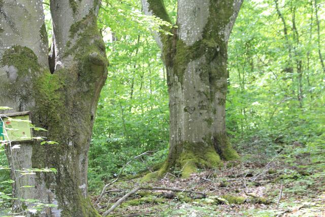 was für Brummer | Foto: Ralf Röser