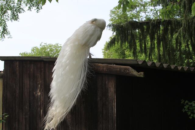 wow | Foto: Ralf Röser