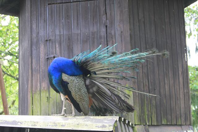 sauber machen | Foto: Ralf Röser