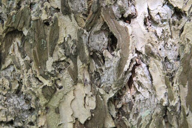 tolle Rinde | Foto: Ralf Röser