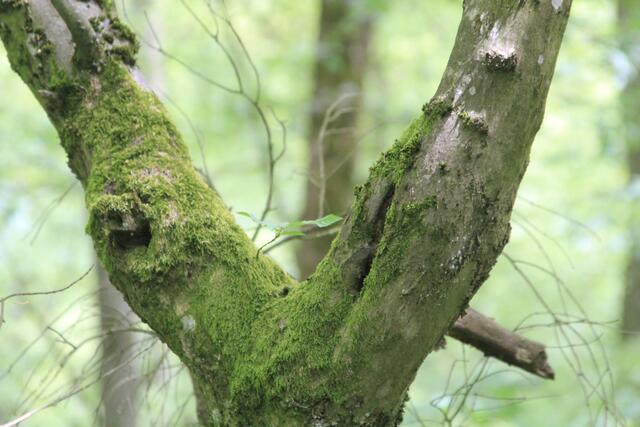 tolle Gabelung | Foto: Ralf Röser