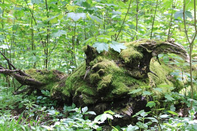 cool | Foto: Ralf Röser