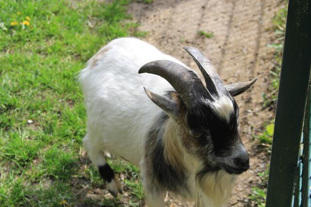 hallo | Foto: Ralf Röser