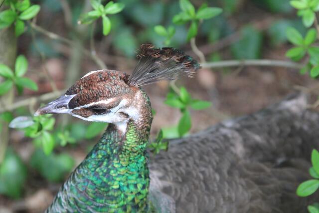 hello | Foto: Ralf Röser