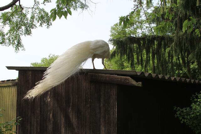 wow | Foto: Ralf Röser