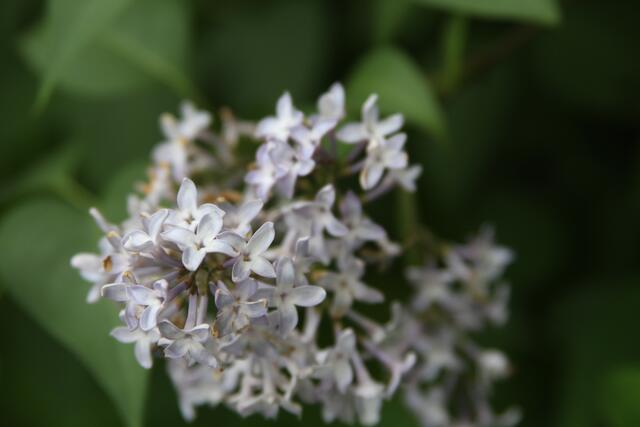 schee | Foto: Ralf Röser