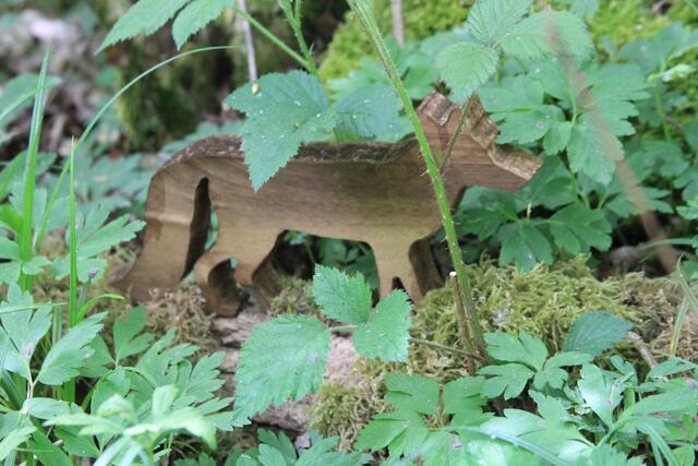 schee | Foto: Ralf Röser