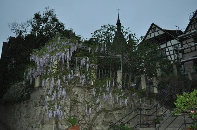So langsam wirds dämmerig. Blauregen, dahinter der Blaue Turm. | Foto: Daniela Somers