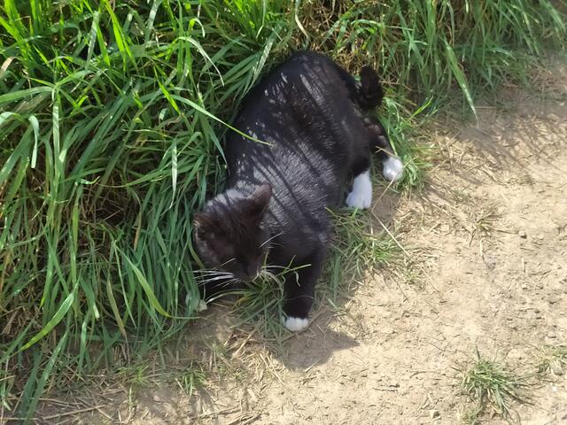 "Ich bin total verliebt😙😍😙😍😙😍"....  | Foto: sigischlottke