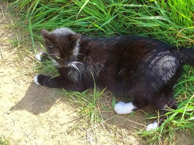 "Also, die merken das gar nicht. Bis zum Abendessen sind wir doch wieder zurück, oder? Und wenn nicht, ist auch nicht so schlimm. Bin öfters mal länger unterwegs... du weißt schon - Ausflüge machen, auf Brautschau gehen und sowas.... ".

Na ja, also wenn ich dein Dosenöffner wäre, würde ich mir schon Sorgen machen, wenn du so lange weg bist.  | Foto: sigischlottke