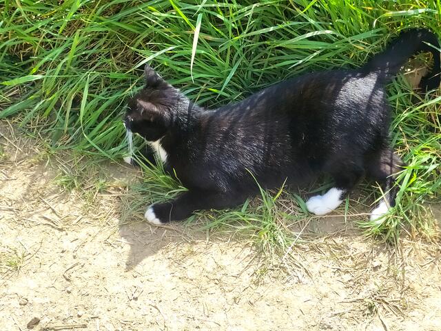 "Ich MUSS dort hin - sofort". 
Und du weißt ja - mein Wunsch sei dir Befehl!!! "

Ich denke: Ach herrje, ein Kater im Liebesrausch, das fehlt mir gerade noch auf meiner Wanderung... 🥺🤭

Und sage: ich glaube, das wird nix, gestiefelter Kater. Hab mir's gerade anders überlegt - ich wandere nach Biberach, zur Hundeschule😆😉... Dort ist's immer sehr spannend 😜.  | Foto: sigischlottke