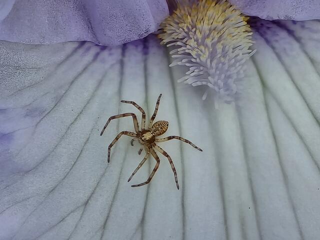 Spinne "THEKLA" gefällt es hier auch | Foto: Heidrun Rosenberger