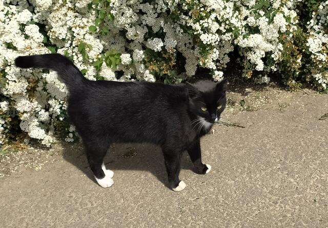 "Oh, zur Fleckinger Mühle.... Hm, da wollte ich auch schon lange mal hin. Nimmst du mich mit?"

Na, ich weiß nicht, ob das eine gute Idee ist. Deine Bediensteten wären da wahrscheinlich nicht so erfreut.....  | Foto: sigischlottke