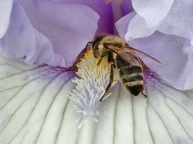 Auch die Bienen sind hungrig | Foto: Heidrun Rosenberger