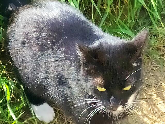 "Also wirklich, das ist nicht sehr nett von dir, Wanderin. Du willst mich wohl vergackeiern.... Zum Hundesportverein... sowas.....
Weißt du was? - du kannst alleine wandern, das hast du nun davon, ätsch.... 😝"

Ich denke... Schade, so einen hübschen, netten und freundlichen gestiefelten Kater hätte ich auch gerne. Hätte ihn wirklich gerne mitgenommen 😄🙈. Geht aber leider nicht 😞. 

Und sage... Schade, vielleicht nächstes Mal. Adios mein Süßer 🙋‍♀️
 | Foto: sigischlottke