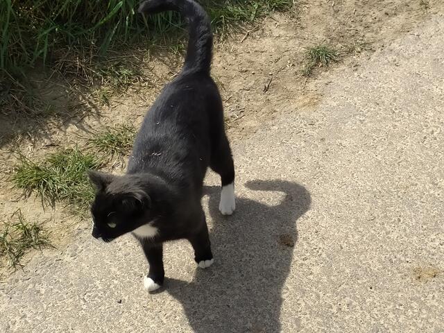 "Was, zur Hundeschule? Geht's noch?.. " | Foto: sigischlottke