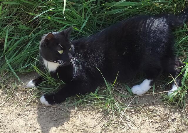 "Ach komm, jetzt überleg nicht lange. Ich leg mich jetzt wirklich ins Zeug, werf mich sogar ins Gras und lass mich von dir kraulen".

Ok, ok, du bist ja wirklich ein total netter und ganz arg süßer und überaus freundlicher gestiefelter Kater.... Was werden deine Diener dazu sagen?  | Foto: sigischlottke