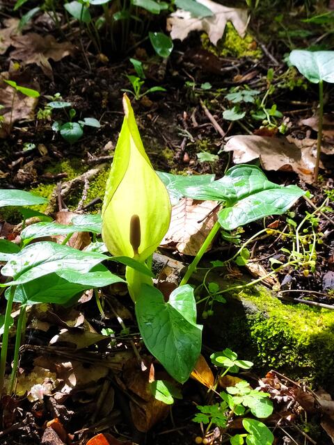 Aaronstab | Foto: sigischlottke