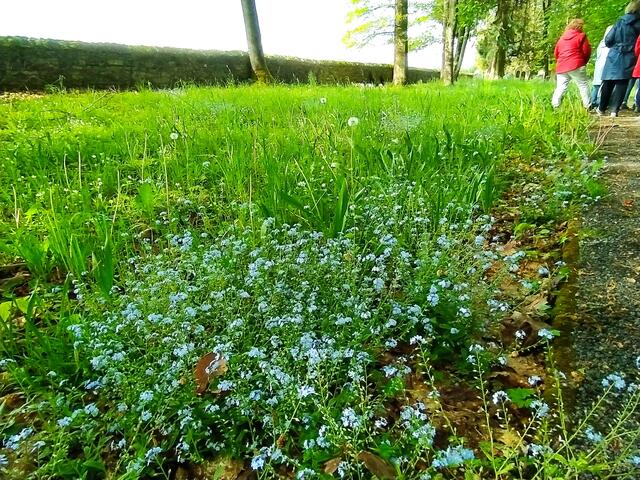 Vergissmeinnicht breiten sich - passend zu diesem Ort -  am Wegesrand aus. Die Toten werden nicht vergessen werden.  | Foto: sigischlottke
