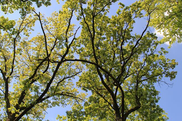 oben | Foto: Ralf Röser