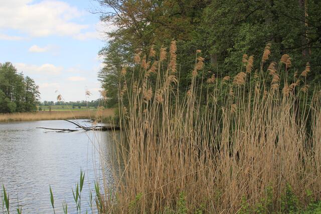 schee | Foto: Ralf Röser