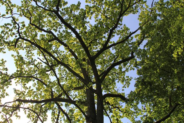 oben | Foto: Ralf Röser