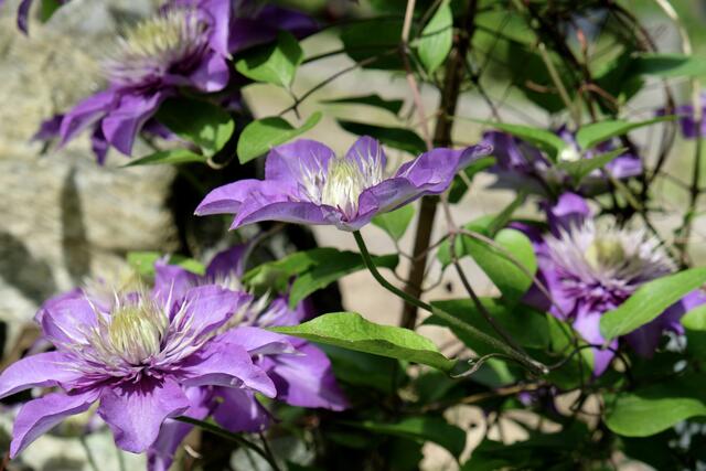 Clematis | Foto: ED