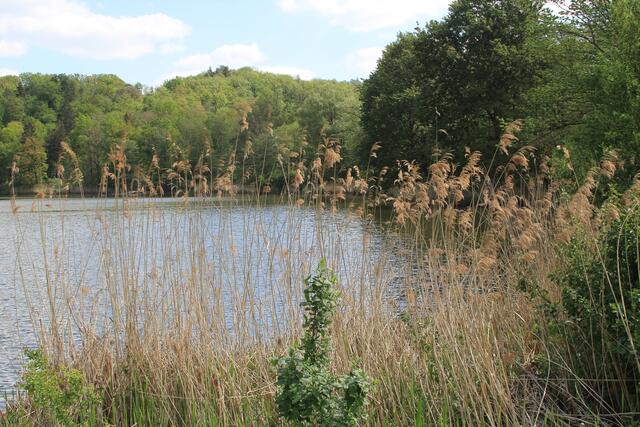 Degenbachsee | Foto: Ralf Röser