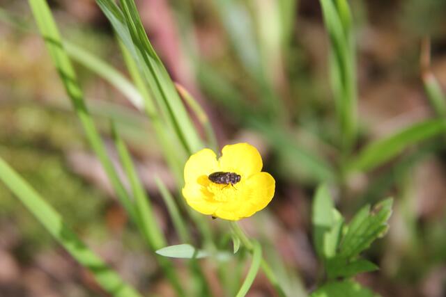 schee | Foto: Ralf Röser