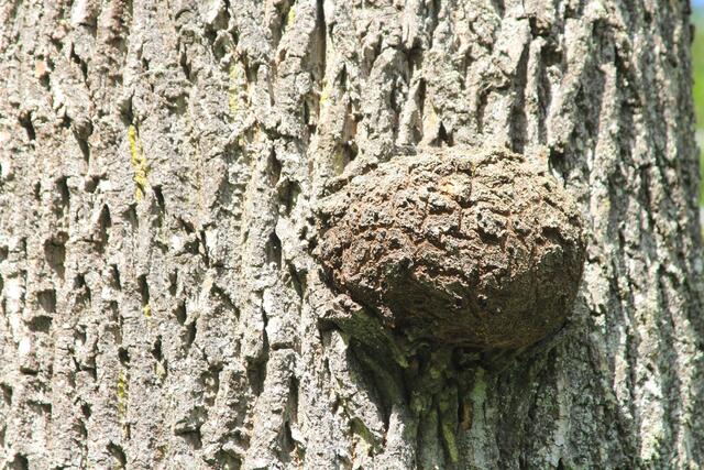 Baumperle? | Foto: Ralf Röser