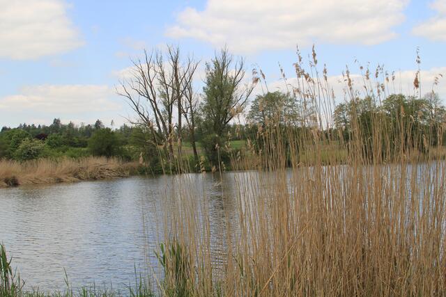 schee | Foto: Ralf Röser