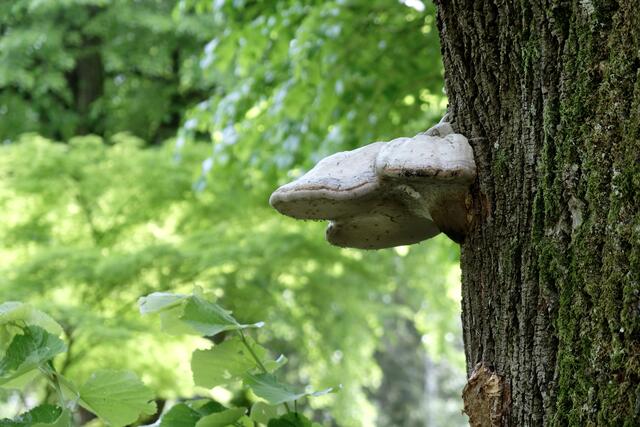 "Schnappi" ein Baumpilz | Foto: ED