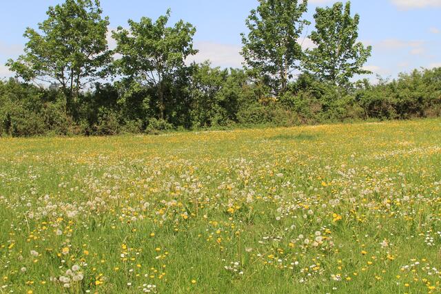 schee | Foto: Ralf Röser