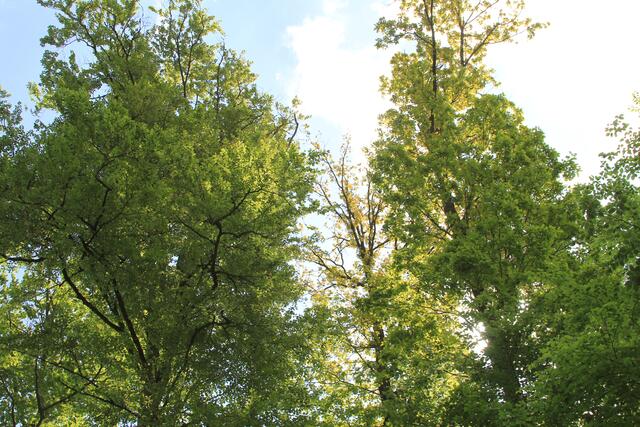 oben | Foto: Ralf Röser