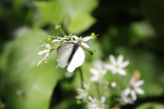 erwischt | Foto: Ralf Röser