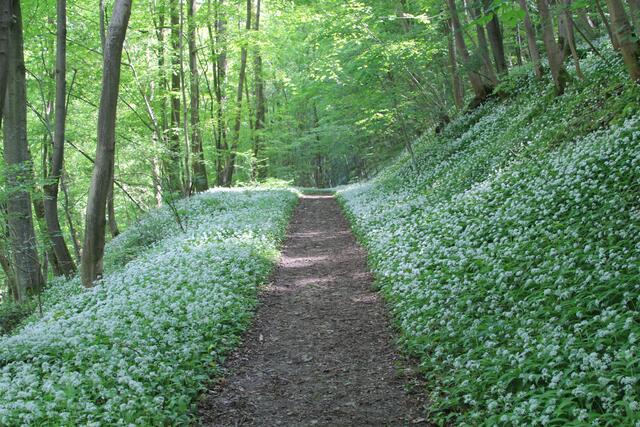 der Geruch, ein Traum | Foto: Ralf Röser