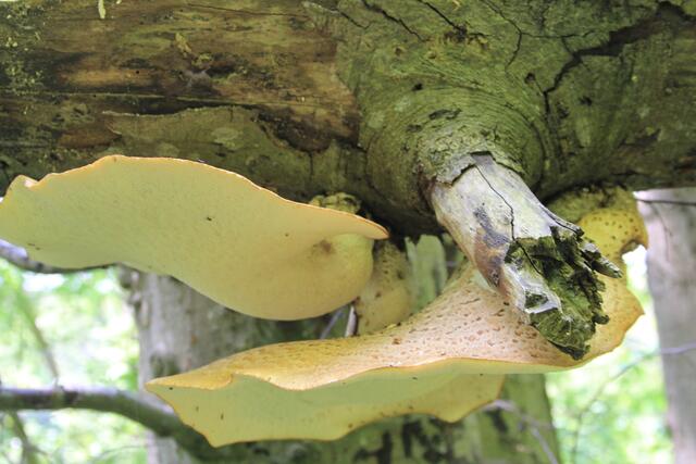 toll | Foto: Ralf Röser