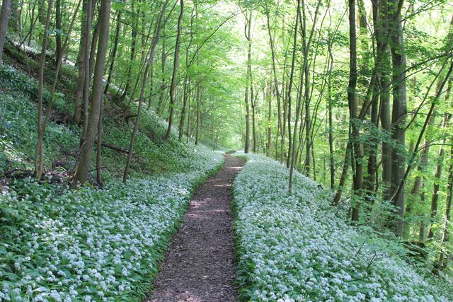 Bärlauch soweit das Auge reicht | Foto: Ralf Röser