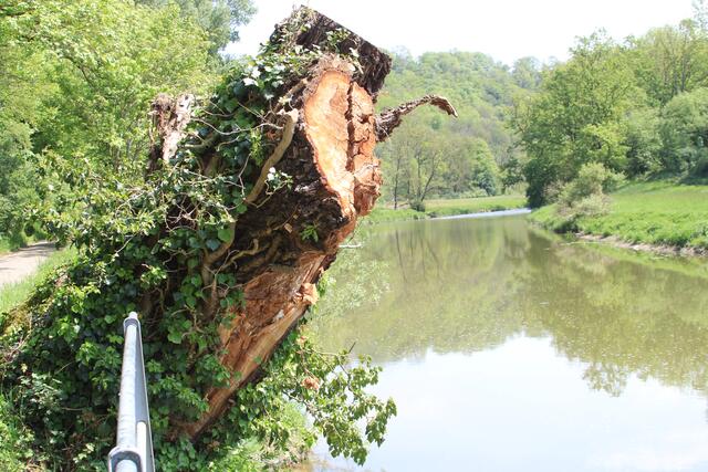 das war mal ein Großer | Foto: Ralf Röser