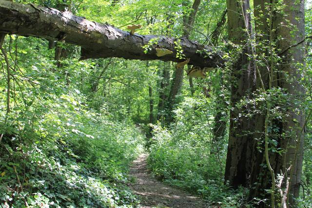 Kopf einziehen | Foto: Ralf Röser