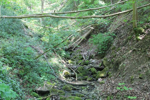 Wildnis | Foto: Ralf Röser