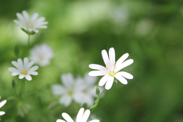 schee | Foto: Ralf Röser