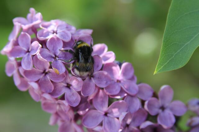 wie das riecht, toll | Foto: Ralf Röser