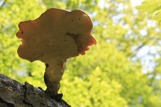 wow | Foto: Ralf Röser