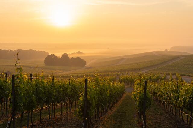 Sonnenaufgang über den Weinbergen | Foto: Stefan Seiz