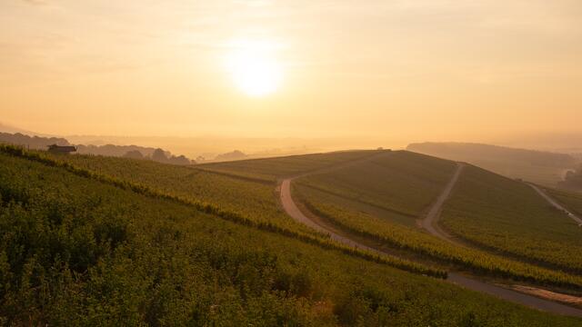Weinberge im goldenen Licht | Foto: Stefan Seiz