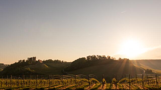 Sonnenaufgang Burg Neipperg | Foto: Stefan Seiz