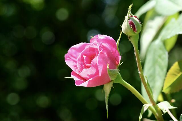 "Gertrude Jekyll" von Austin | Foto: ED