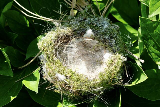 Ein Vogelnest | Foto: ED