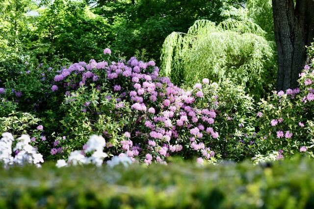Rhododendron | Foto: ED